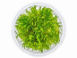 Preview: Taiwan-Moos - Taxiphyllum alternans ´Taiwan´ in vitro